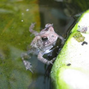 A photo I took of a toad in our pond.