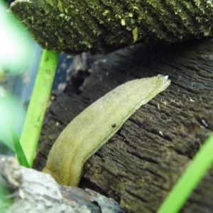 A slug in the wood pile.