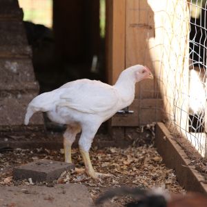 Large fowl White Cornish at 12 weeks of age.