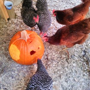 Hens love to help carve pumpkins.  We give them a hand getting started, shave some skin off.  My husband could not stop there, he had to put a face in one.