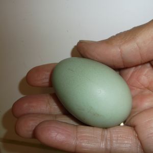 1 perfect teeny wee blue/green egg.Violet's first egg!