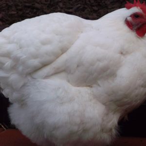 This is ''Mean'' Mabel.She likes to ''remind'' all those lower in the pecking order of their place in life!
