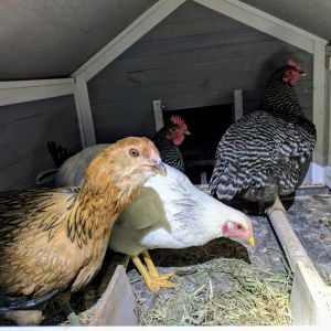 Barred Rock, Delaware and EE hens, 4-6 mos