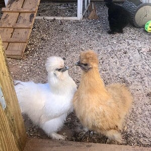 The Silkie Standoff
