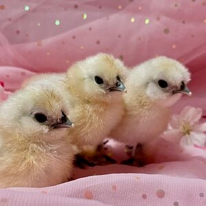 Cutest Baby Fowl Photo Contest 204.jpg