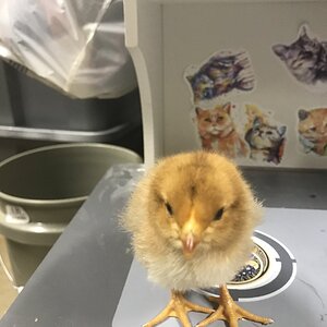 Cutest Baby Fowl Photo Contest 208.jpg