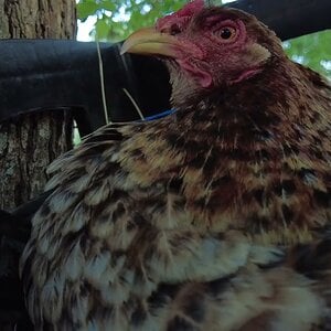 Chicken refuses pets, mother hen doesn't want to be disturbed