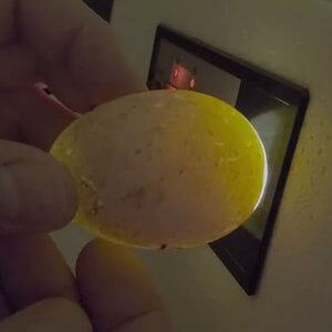 Candling Duck Eggs after one Week of Incubation