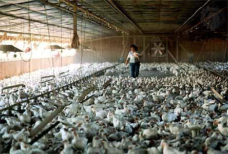 chicken poultry farms farming farm tyson range india coop agriculture shed february