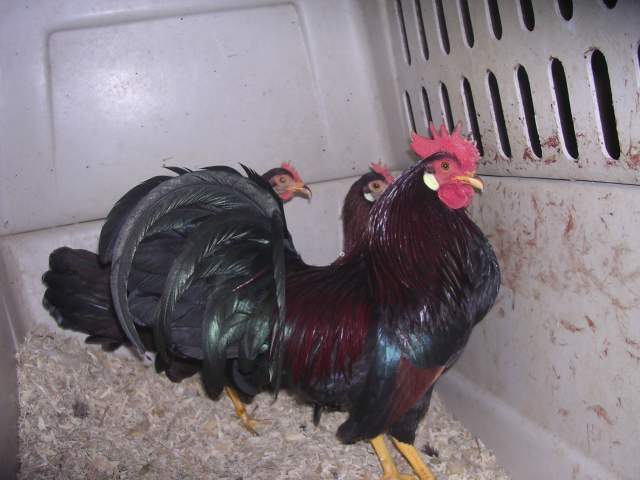 bantam leghorn