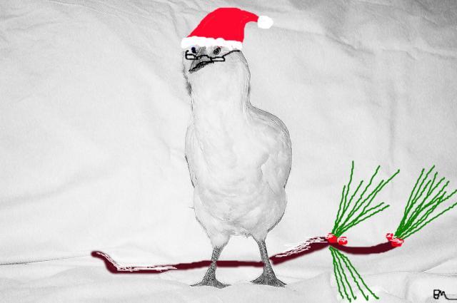  ://www.backyardchickens.com/forum/uploads/53960_christmas_chicken.jpg