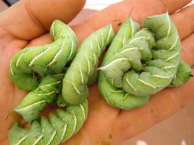 hornworms mealworm mealies worms backyardchickens tomato farming raise referencing prettier anyone lol ancient sorry much than want