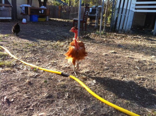 Gender On Showgirl And Naked Neck Backyard Chickens Learn How To