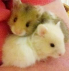 All Hamster Breeds