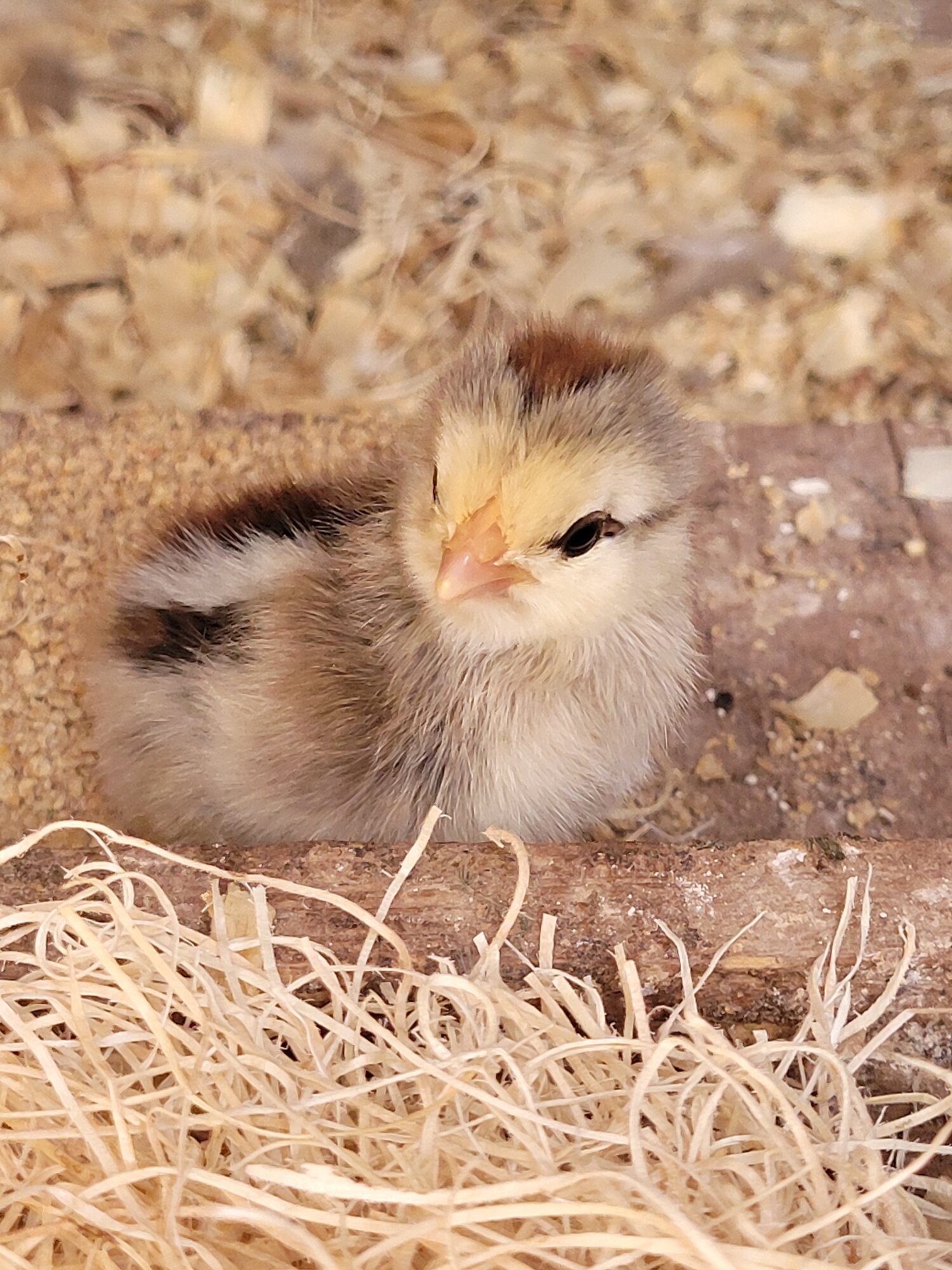 Cutest Baby Fowl Photo Contest 206.jpg