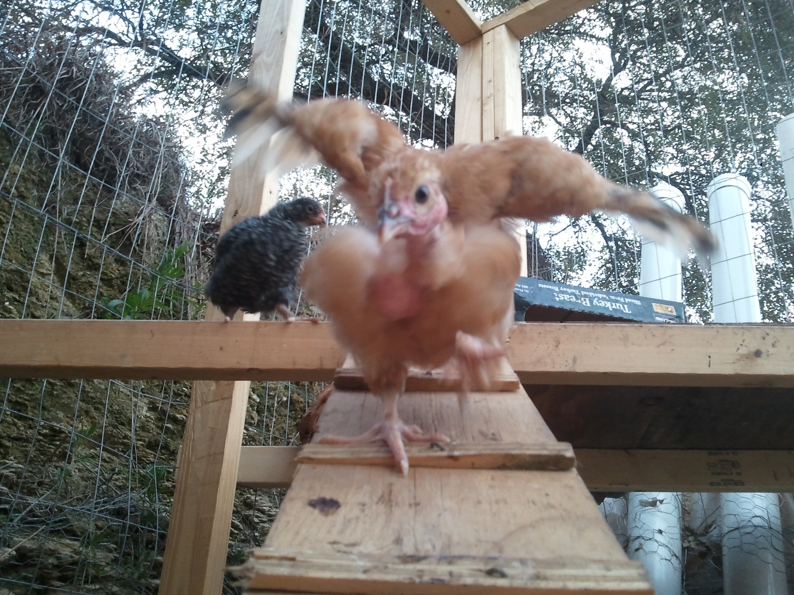 Naked Neck Backyard Chickens Learn How To Raise Chickens