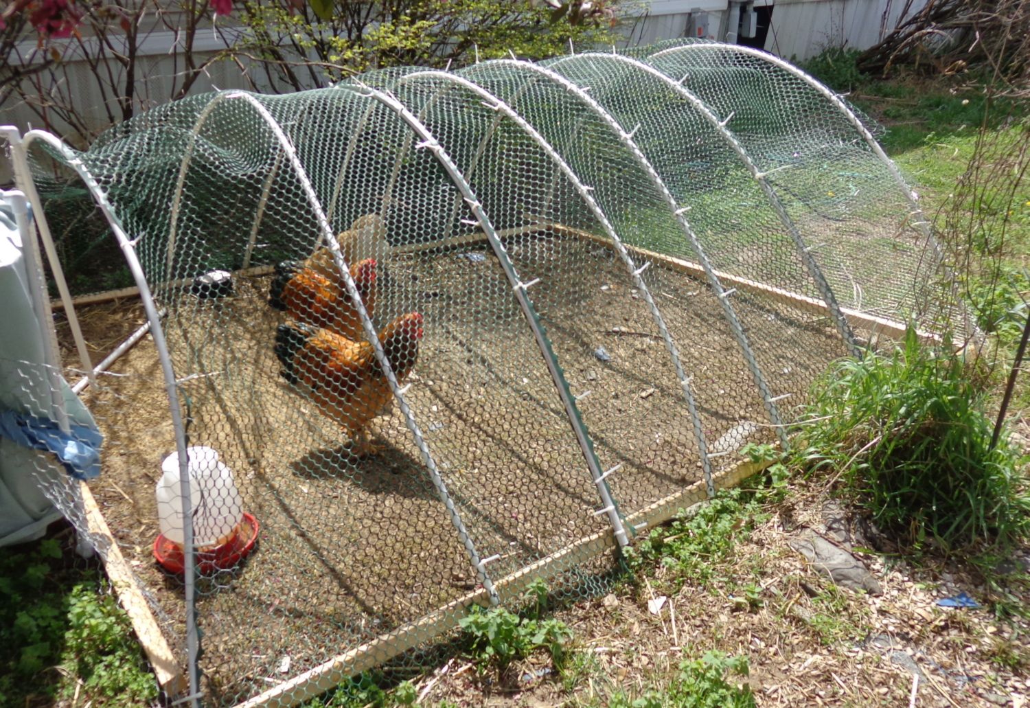 EASY HOOP RUN - BackYard Chickens Community