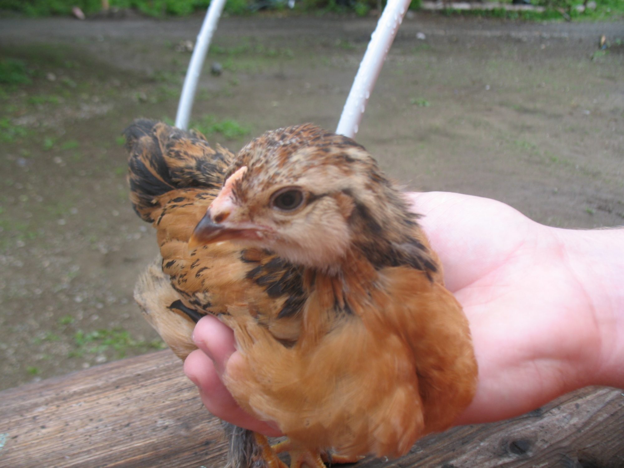 what-is-the-age-of-a-pullet-chicken-animals-mom-me