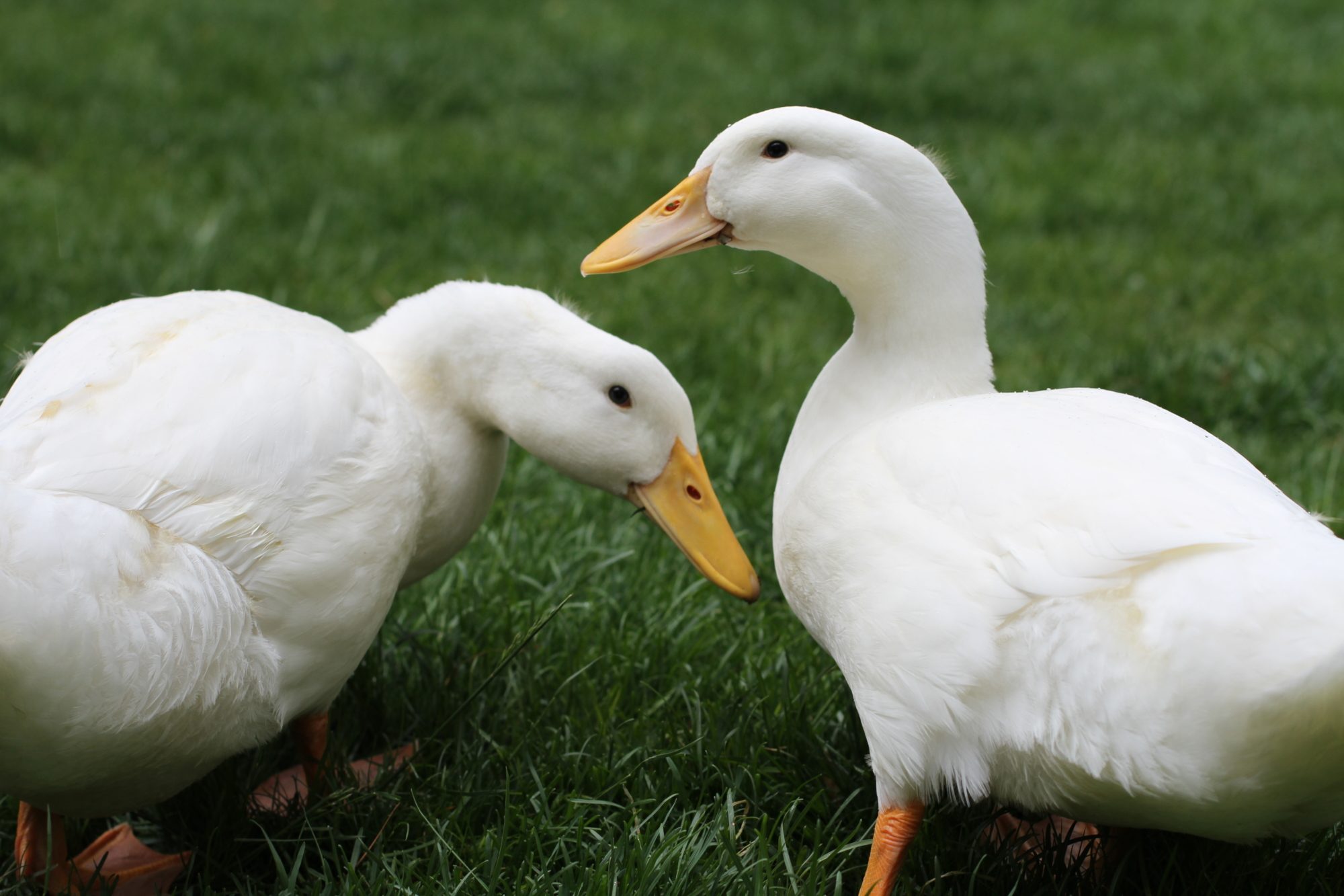 peking-duckling-with-crooked-neck-help-page-3