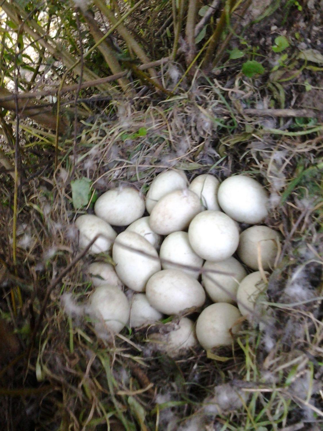 Will 6 Month Old Ducks Sit On Their Eggs?