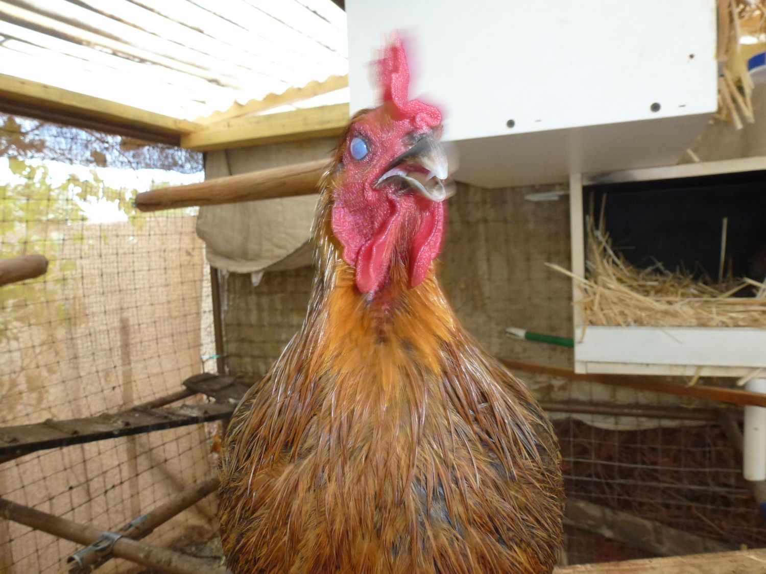 Ghost Chickens!