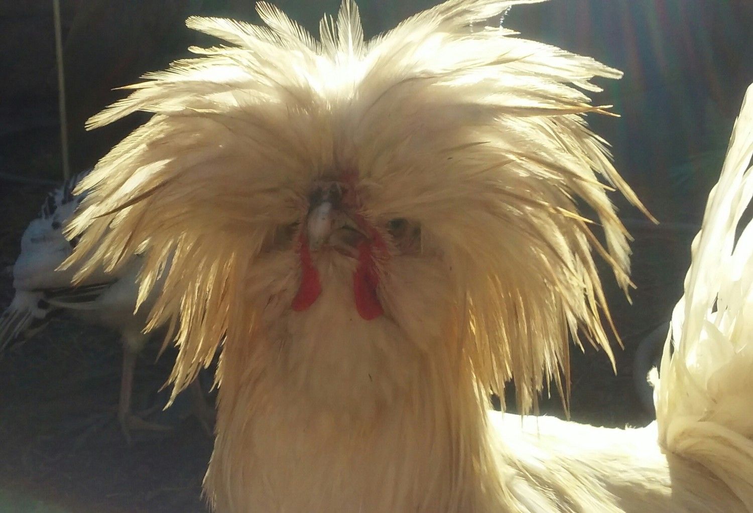 big-white-bird-backyard-chickens-community