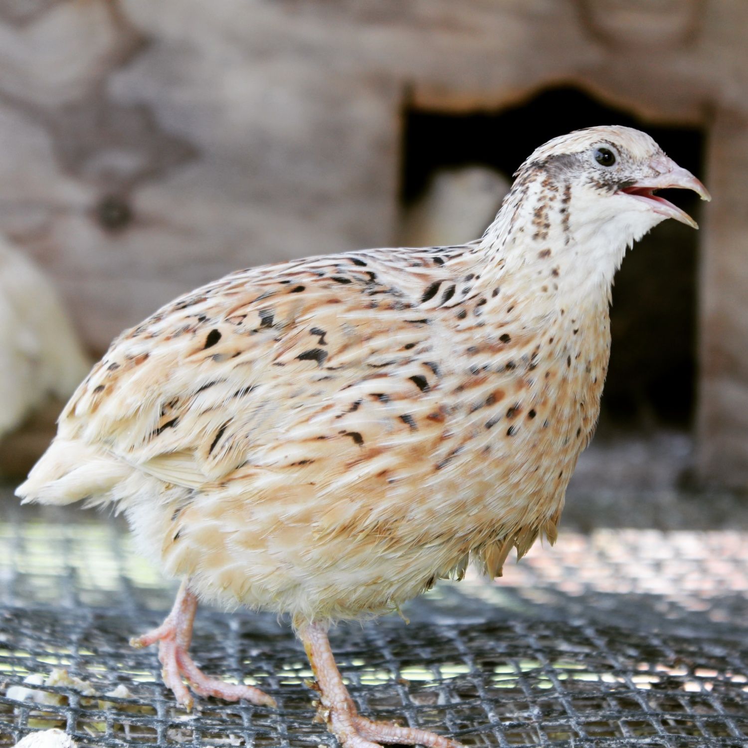 Coturnix Quail Basics Information And Pictures Galore