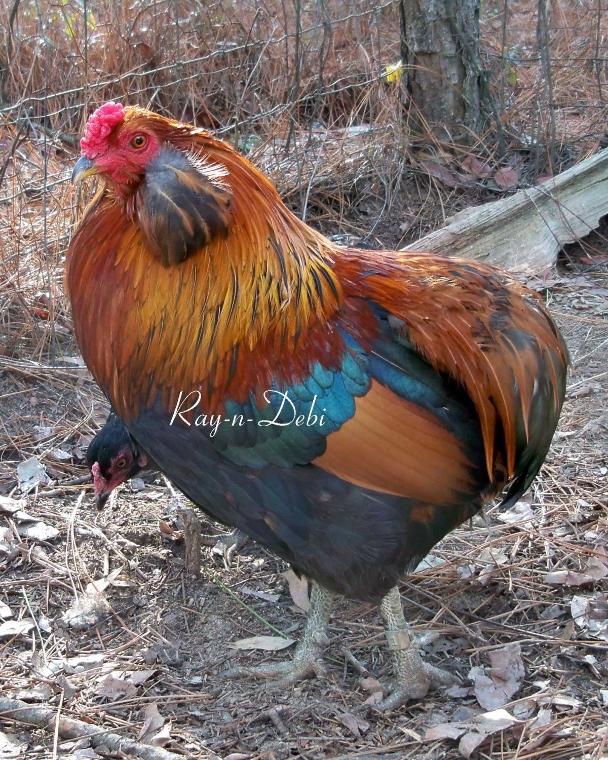 How To Grade My Bantam Aracauna Rooster