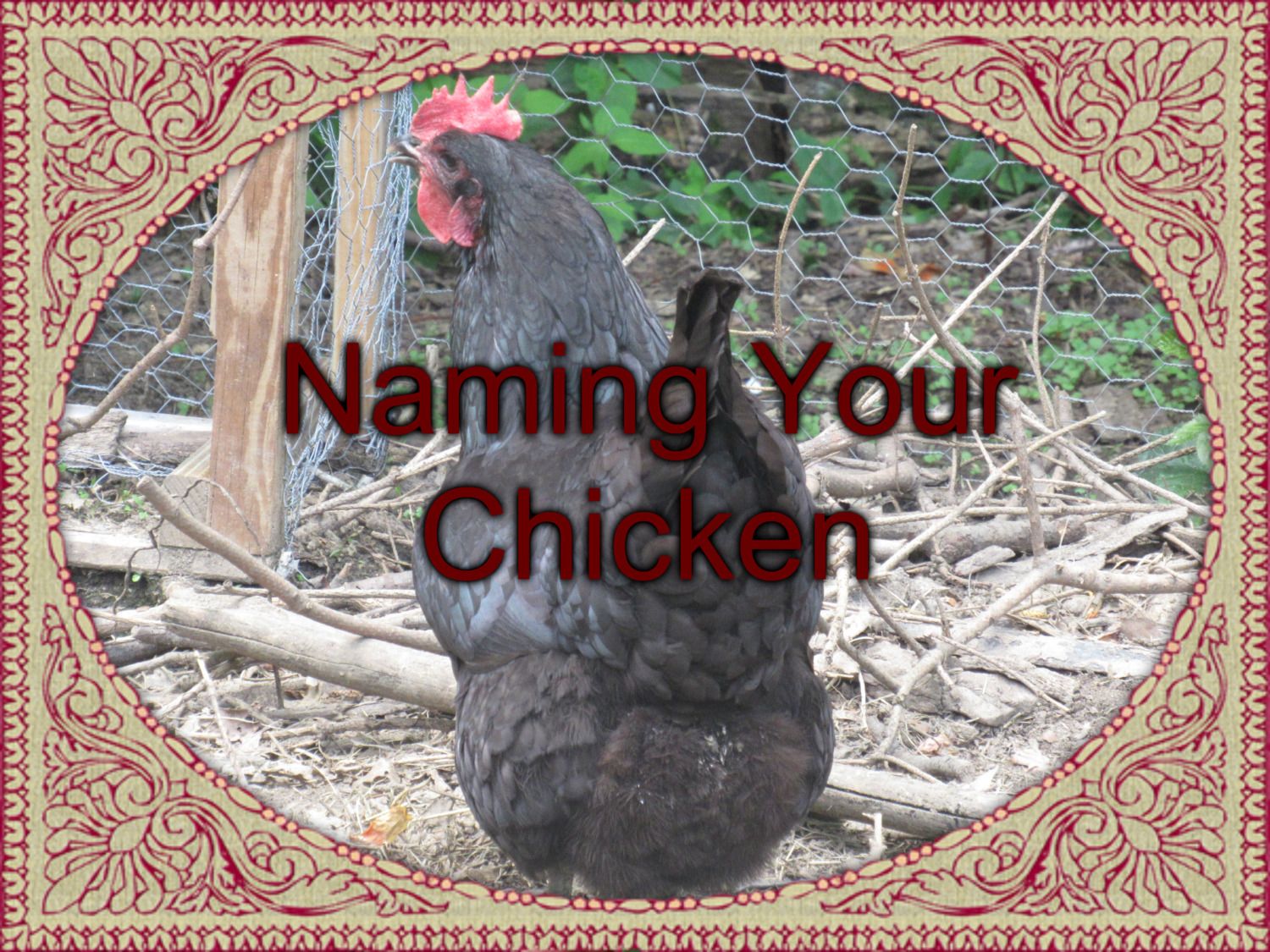 chicken-names-from-a-z-backyard-chickens-community