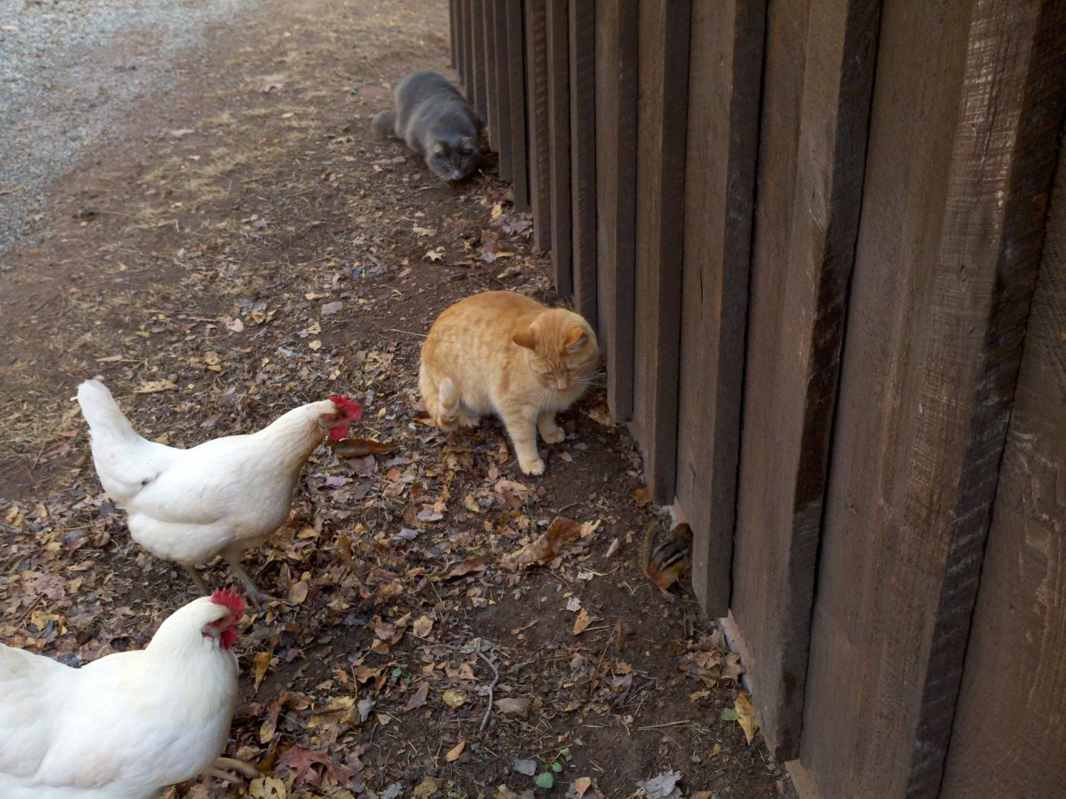 what-to-feed-chickens-to-lay-more-eggs