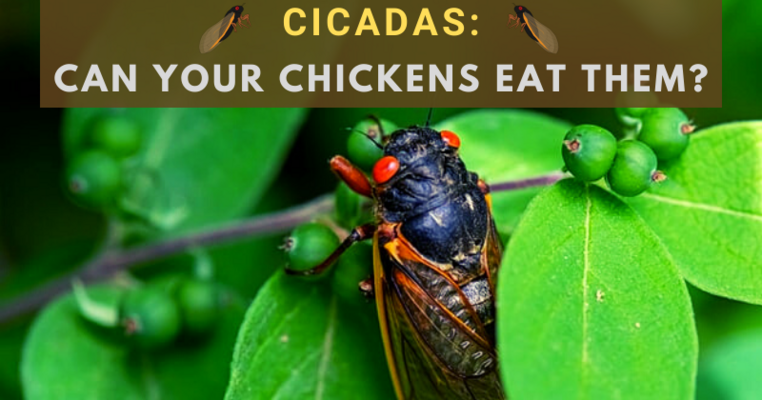 Cicadas: Can Your Chickens Eat Them?