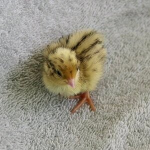 Cutest Baby Fowl Photo Contest 373.jpg