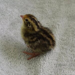 Cutest Baby Fowl Photo Contest 374.jpg