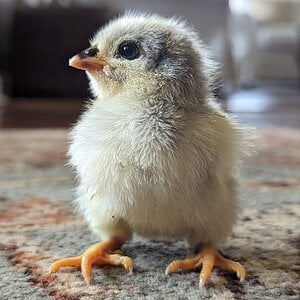 Cutest Baby Fowl Photo Contest 378.jpg