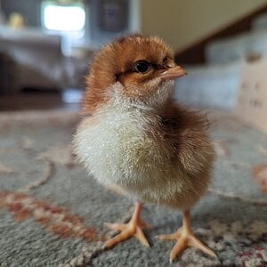 Cutest Baby Fowl Photo Contest 379.jpg