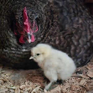 Cutest Baby Fowl Photo Contest 382.jpg