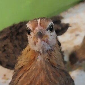 Cutest Baby Fowl Photo Contest 385.jpg