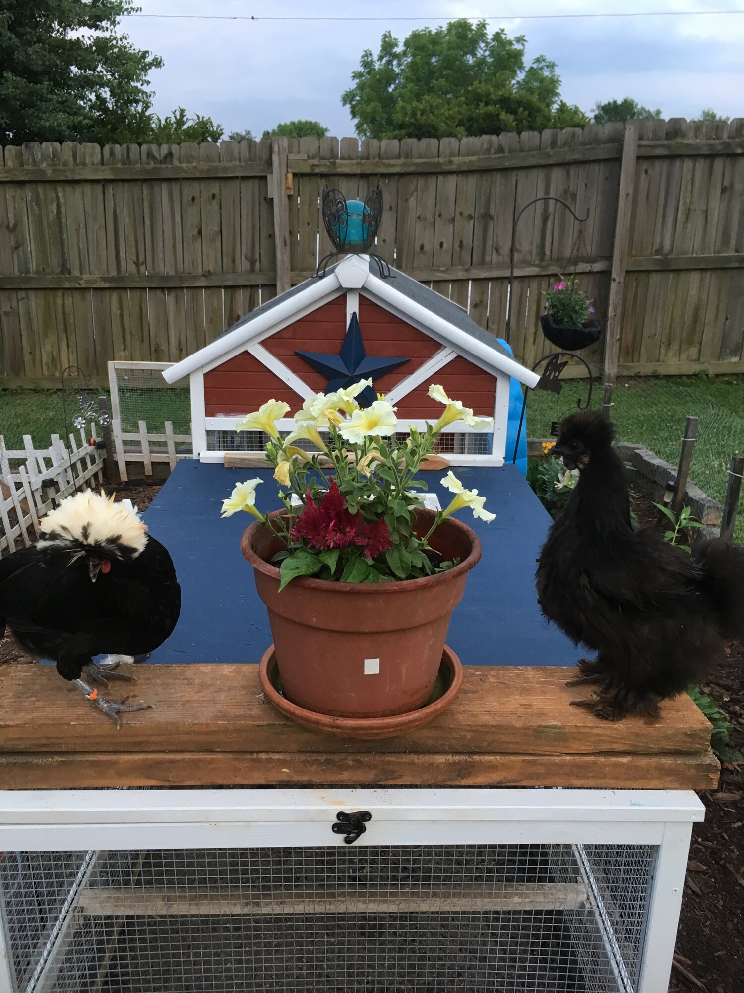 10-joys-of-keeping-backyard-chickens-backyard-chickens-learn-how