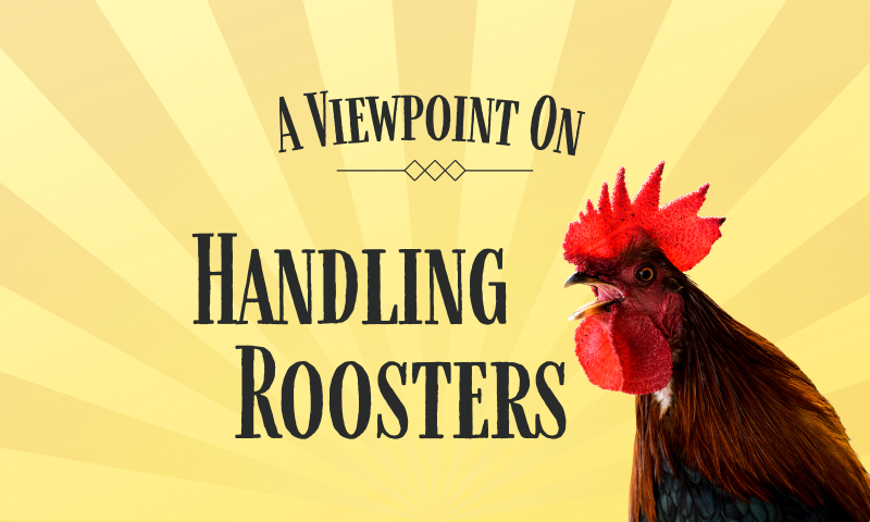 A Viewpoint On Managing Roosters Backyard Chickens Learn How To Raise Chickens