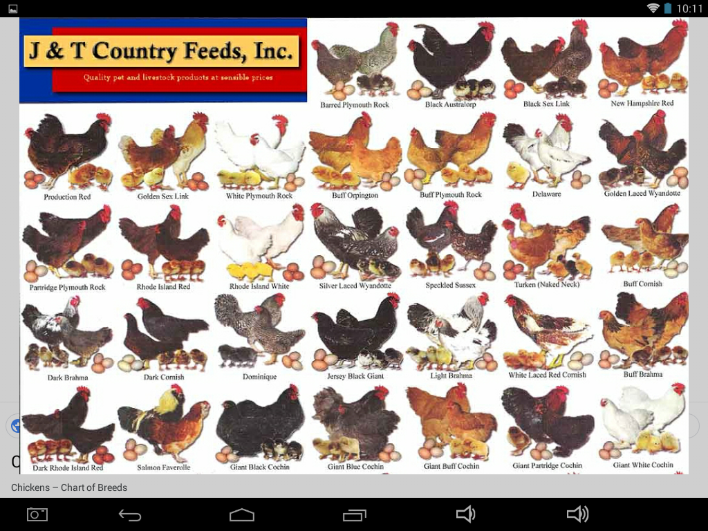 cross breeding chickens chart 7 ideas de anatomía palomas en 2021