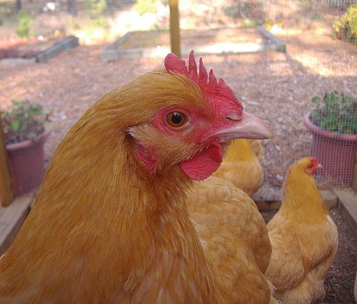 Buff Orpingtons Chicken Breed Information Pictures | BackYard Chickens -  Learn How to Raise Chickens