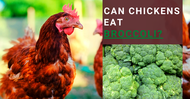 Can Chickens Eat Broccoli? All you Need To Know | BackYard 