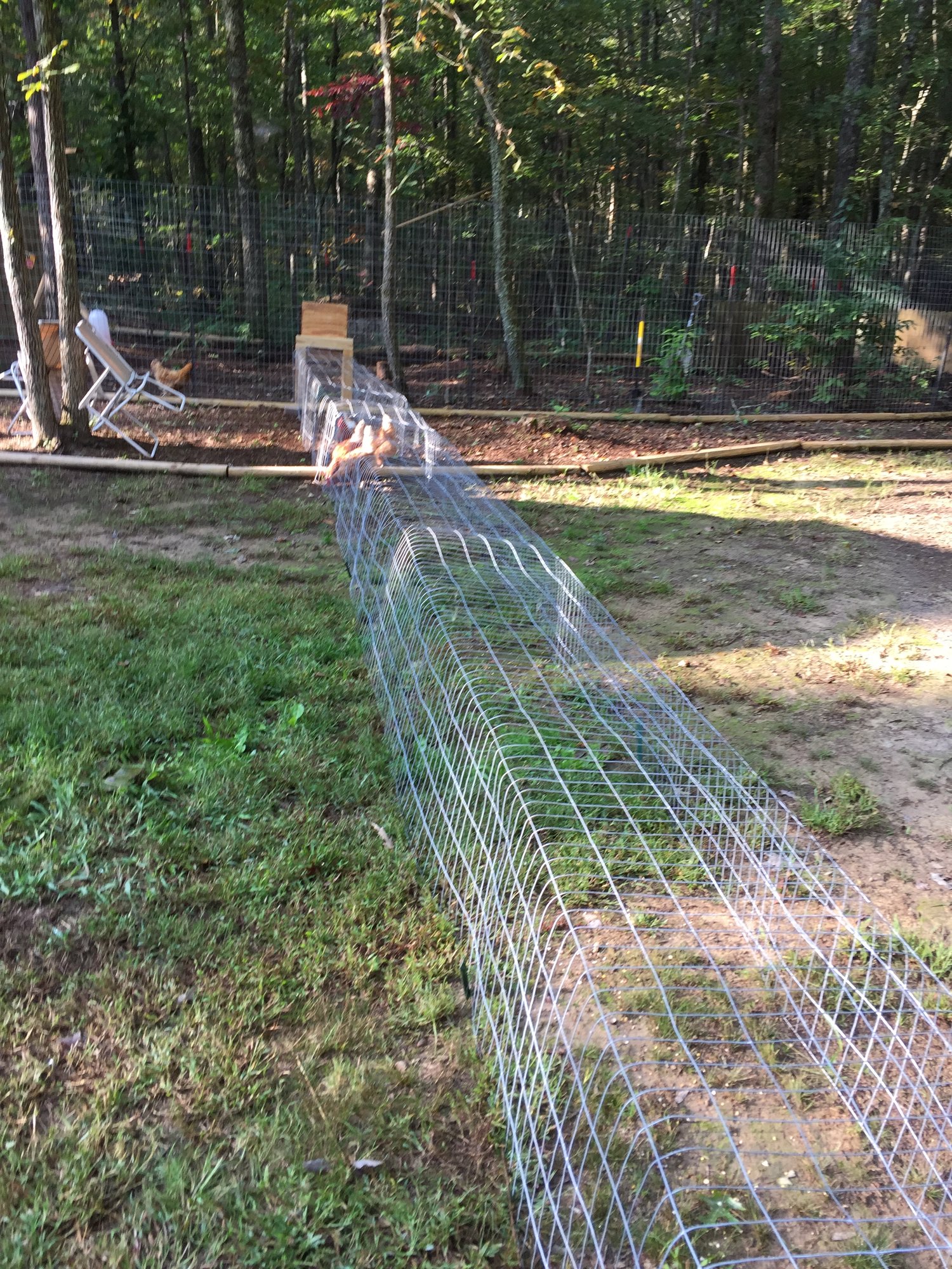 Chicken Tunnel Ideas - Design Corral