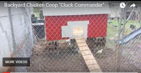 cluck commander.jpg
