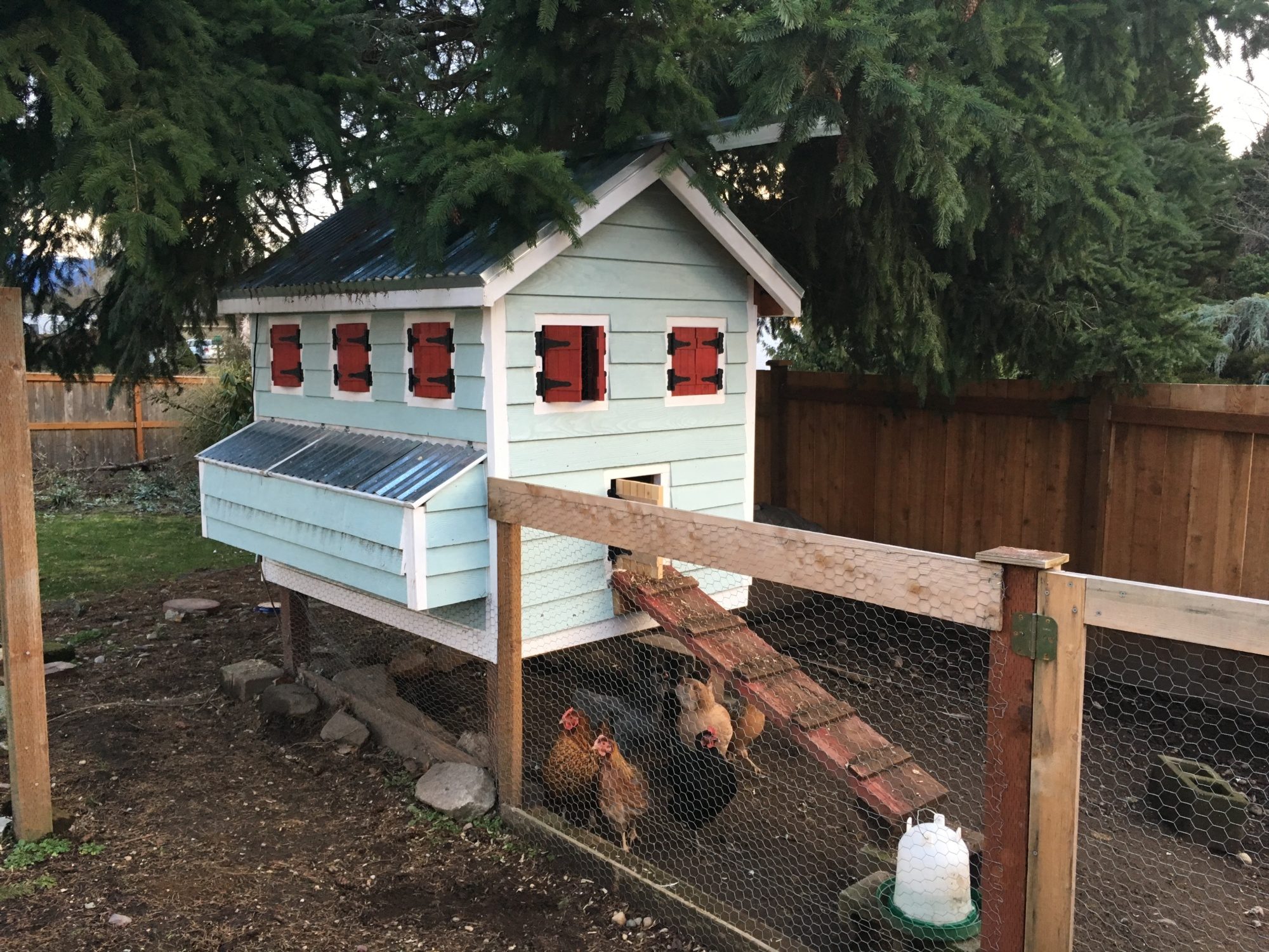 Every Day is a Chicken Day | BackYard Chickens - Learn How to Raise Chickens