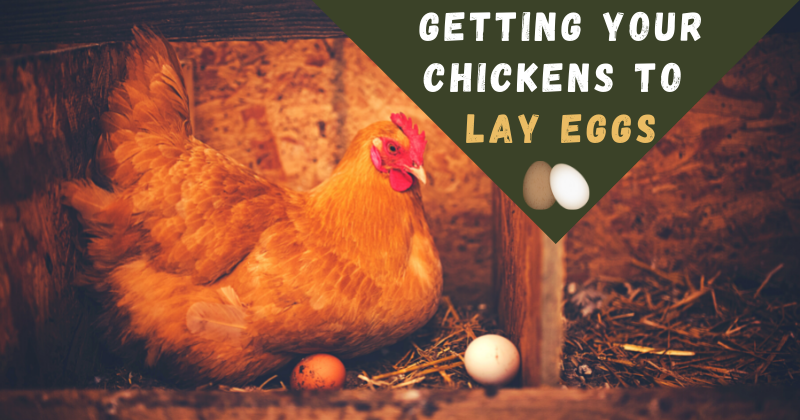 https://www.backyardchickens.com/articles/getting-your-chickens-to-lay-eggs.77464/cover-image