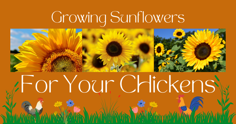 Growing Sunflowers.png
