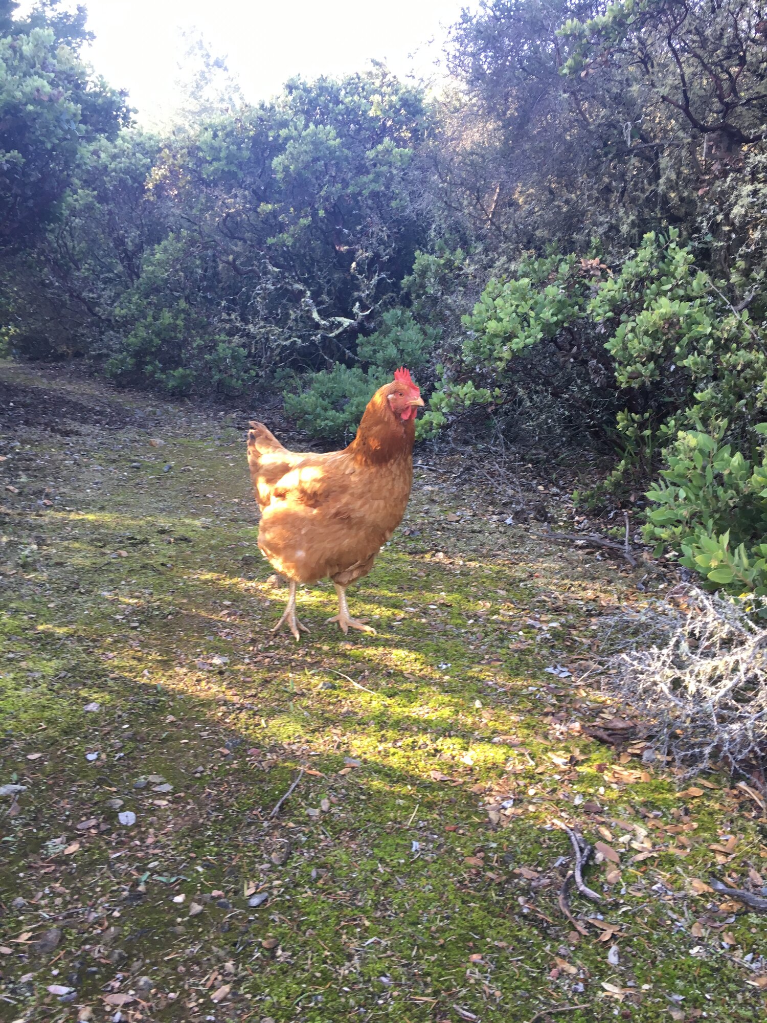 Having Chickens as Pets | BackYard Chickens - Learn How to Raise Chickens