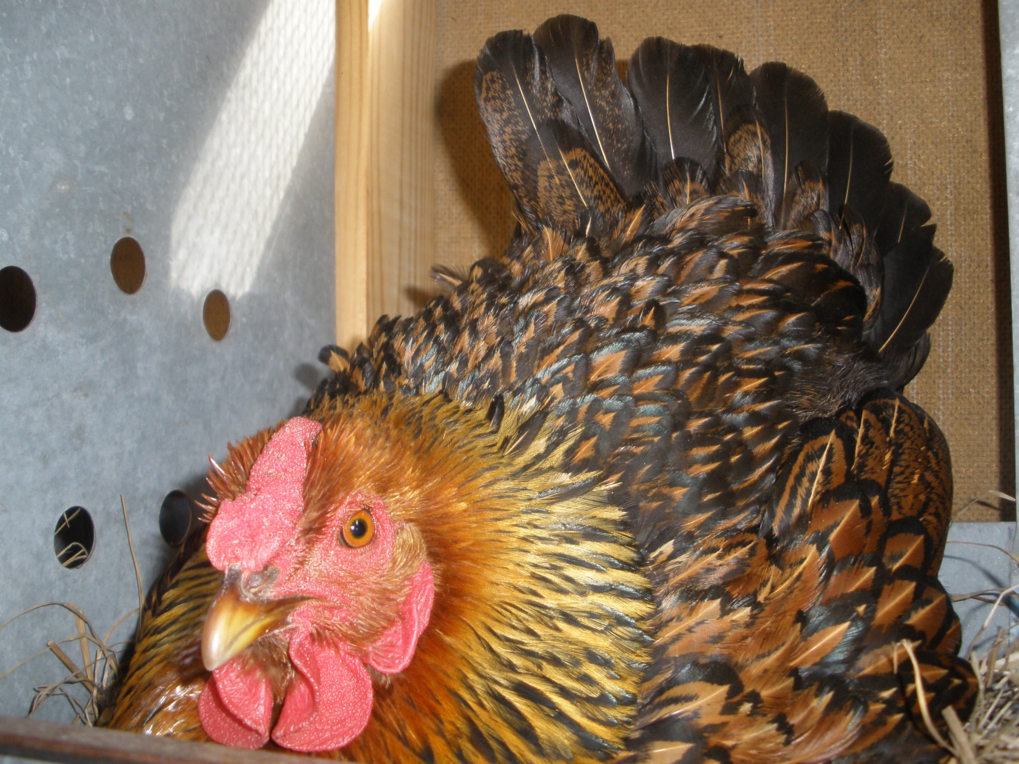How to Break a Broody Hen - Backyard Poultry