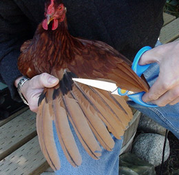 How To Clip Trim The Feather Wings Of Your Chicken To Prevent Flight |  BackYard Chickens - Learn How to Raise Chickens